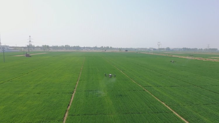 阜城：无人机飞进麦田里 病虫害防治不费力