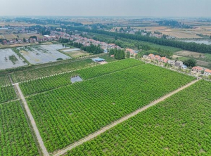 无人机俯瞰荆州区双马村：村道宽敞整洁 风景美不胜收