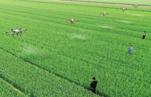 襄汾县组织植保无人机对全县麦田开展“一喷三防”作业