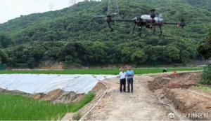 “巨人稻”雨后获“投喂”！西丽农田无人机喷洒益生菌