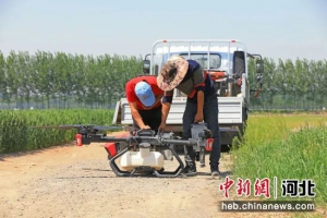 【三个努力建成】“一喷三防”，河北滦南无人机麦田作业忙