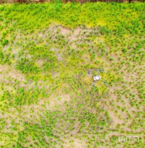 无人机飞防“虫口夺粮" 护航夏粮保丰收