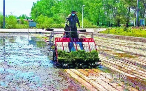 无人机运苗施肥 一体机插秧覆膜｜五常科技赋能农业，稻田“科技范儿”十足