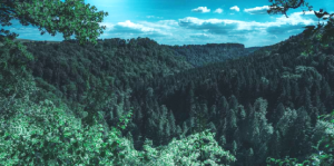 无人机激光雷达系统如何应用于森林“调查”？