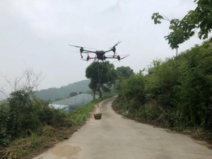 运输大山杨梅用上无人机！肩挑手扛吃力运输的历史或将结束！