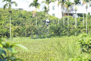 海棠区：“无人机+生物药剂”高效防治水浮莲