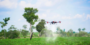 柬埔寨农民考虑用农业无人机提高木薯产量