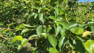 南果梨 | 辽宁丘陵山地万亩果树，从零开启机械化进程