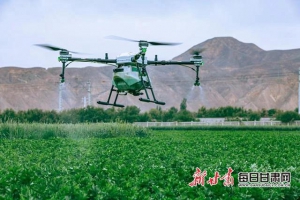 榆中：高科技喷洒农药 无人机助力菜地管理