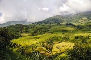 多光谱成像+AI系统技术是如何来监测植被的？