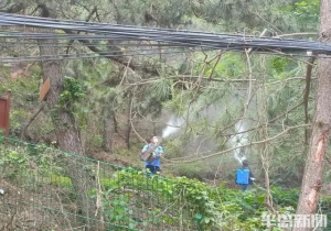 飞机施药防治松褐天牛，崂山两天出动无人机1657架次