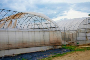 那一夜，大风刮走了我的大棚