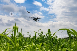 江西湖口：无人机植保稳粮促收