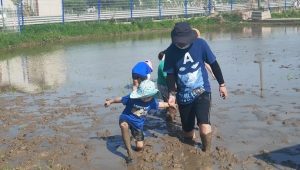 沪上150多万亩水稻种植基本完成，无人机上阵、水稻作画……还能这么玩儿？