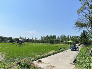 无人机保驾 助力水稻分蘖期正常生长