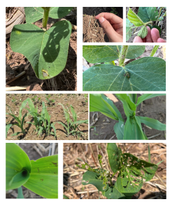 作物科学 | 大豆玉米带状复合种植病虫草害飞防试验