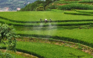 普洱墨江无人机"飞防"作业 统防统治病虫害