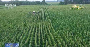 央媒看河南｜河南滑县：持续高温下 无人机助力玉米授粉