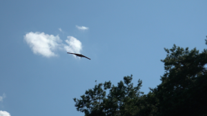 UAVOS展示了使用无人机进行林业检查的情况