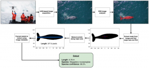 无人机和卷积神经网络促进了自动化和准确的鲸类物种识别和摄影测量