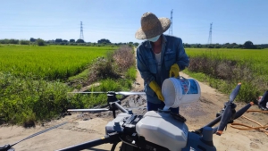 澄迈：战“役”不误农时 无人机“飞防”病虫害