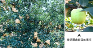 山东 | 家庭农场在新时代下的新机遇