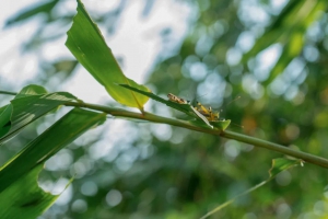 用无人机抵御非洲蝗灾，这群四川00后不简单！