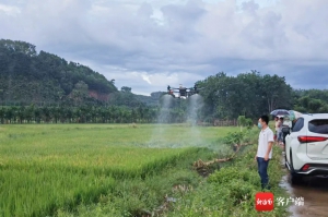 定安翰林镇战“疫”不误农时 用无人机“飞防”病虫害
