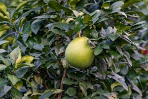 高温大旱之下的「世博会参展蜜柚」，如何保丰收？