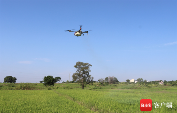 昌江：无人机助农，“飞防”病虫害 促进粮食增产农民增收
