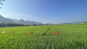 贵州 | 高产水稻田关键防控时期，极目无人机“大显身手”