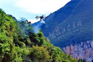 巴东开展无人机“飞防”作业　治理柏肤小蠹虫害