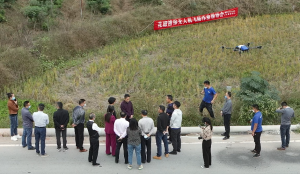 重庆 | 亩增产10%，省药15%，丘陵山地飞防见成效