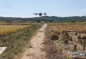 安福：科技助农 无人机播种绿肥(图)