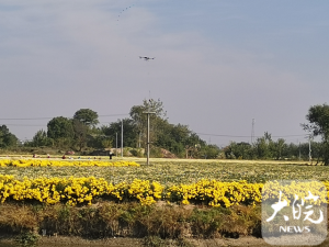 芜湖村民用无人机运送菊花 一次可运50斤