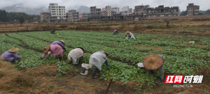 无人机助力播种 汝城县大坪镇：农民冬种油菜忙