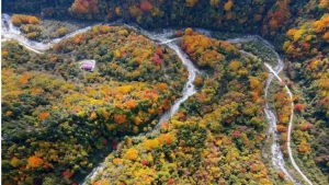 国家级自然保护区丨无人机赋能唐家河天然基因库