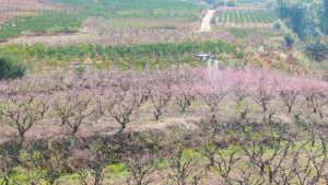 极目智农 | 80后果农争先机，飞防服务创新收