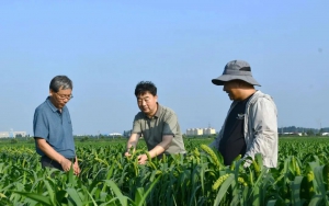 汝阳县“乡土人才+农技下乡+植保无人机”助力秋作物丰产