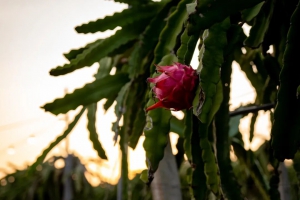 降本 43%，P100 Pro 为火龙果丰收添新招