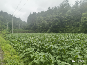 【典型案例】多光谱遥感技术助力烟草长势监测