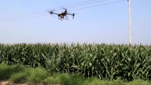齐河：400余架无人机助力秋粮稳产增收