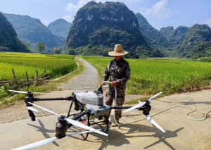 无人机喷洒农药助力水稻增产丰收