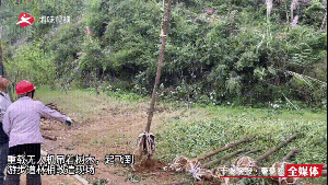 无人机“空投”植树 工作效率提高近50%