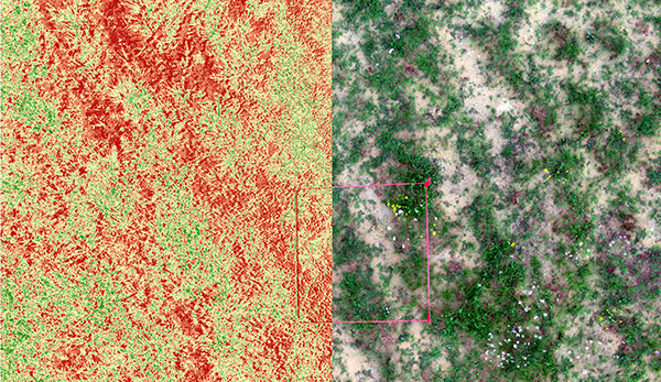 出苗率评估.png 202312081027216295.png