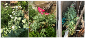 方案推荐|无人机高光谱，罂粟快速监测方案