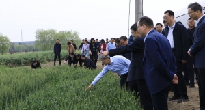 重视小麦病虫害防治 丰鹏600为夏粮丰收保驾护航