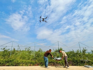 昭通鲁甸：无人机架线给苹果园防雹网建设增添“新动能”