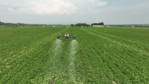 马铃薯病虫害防治，T60助力农户稳产增收