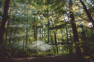 无人机如何开展林地调查工作？